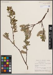 Foto von Salix discolor Muhl.